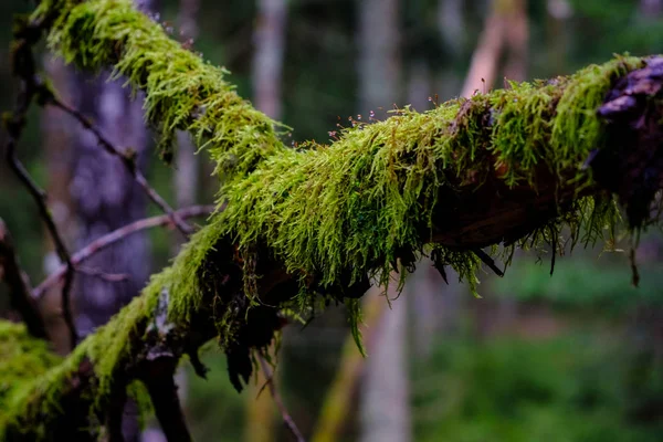 Dal yeşil yosun kapat