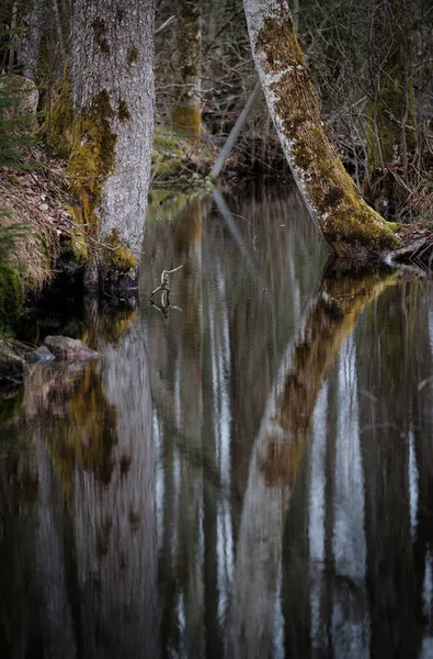 Kleiner Fluss Mit Spiegelungen Aus Dem Wald — Stockfoto