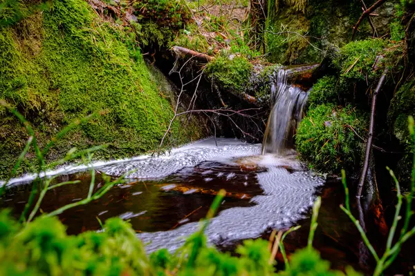 Água Corrente Floresta Verde — Fotografia de Stock