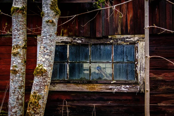 古いウィンドウ外の木と赤い家 — ストック写真