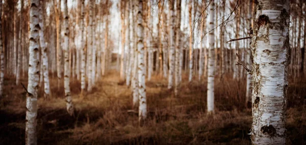 Nyírfák Életlen — Stock Fotó