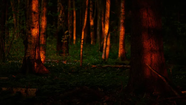 Warm Leuchtende Bäume Und Grünes Gras — Stockfoto