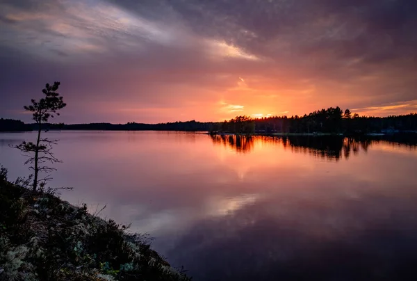 Magnifique Coucher Soleil Sur Lac Forestier Avec Une Petite Plante — Photo