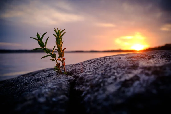 uçurumun bir boşlukta aracılığıyla günbatımında iki küçük bitkiler