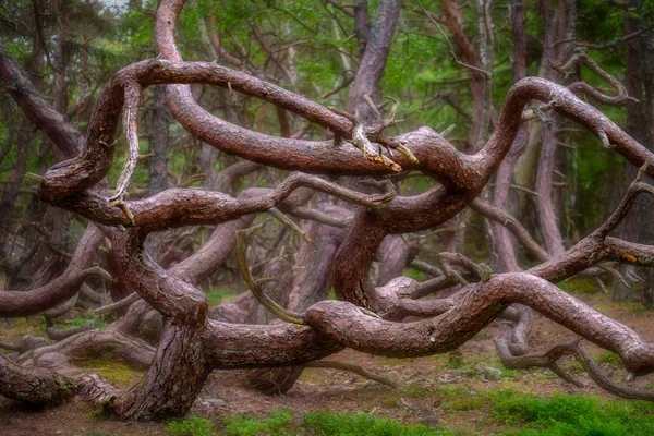 숲에서 나무를 와인딩 브라운 — 스톡 사진