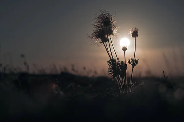 Beautiful Zbliżenie Owłosione Kwiaty Słońcem Tle — Zdjęcie stockowe
