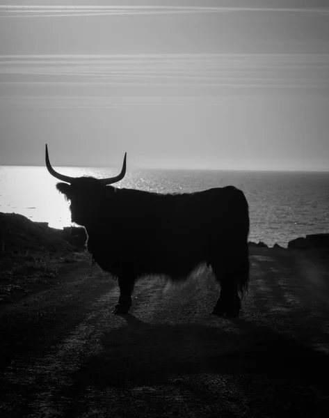 Grote Staande Weg Met Zee Achtergrond — Stockfoto