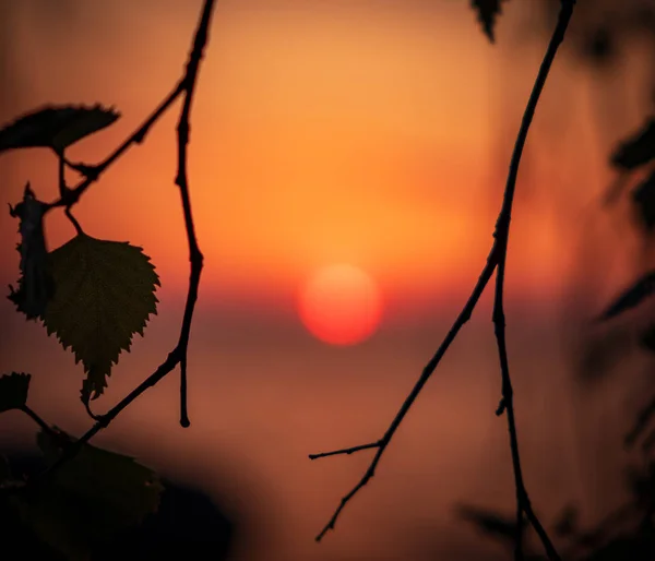 Günbatımı yak²n barnches odak ile