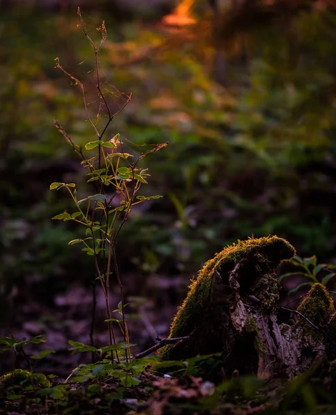 Crescer Floresta — Fotografia de Stock