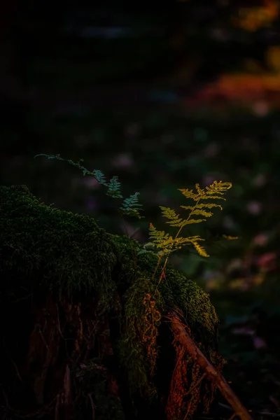 Bande Lumineuse Frappe Une Plante Verte Dans Forêt — Photo