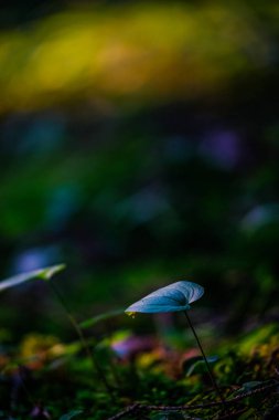 Arka plan bulanık alanıyla dışında bir yaprak yeşil yetişir