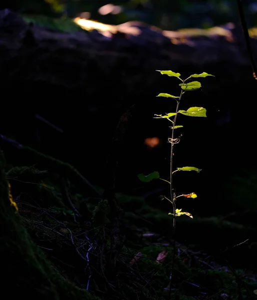light strip hits a green plant in the forest