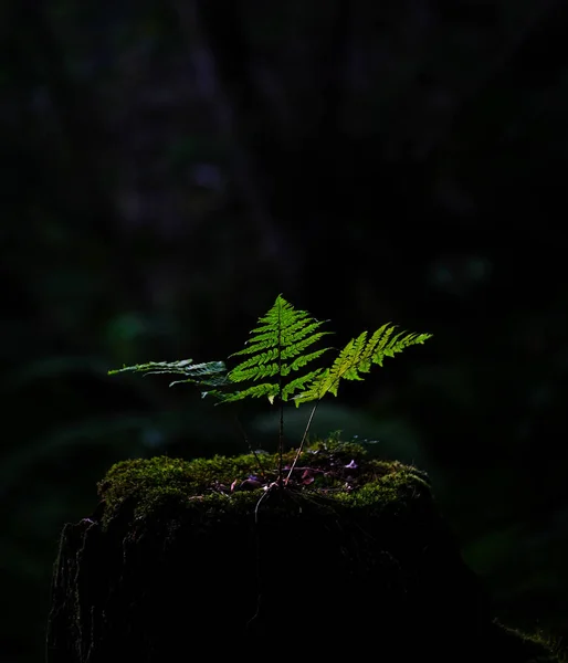 Tira Luz Atinge Uma Planta Verde Floresta — Fotografia de Stock