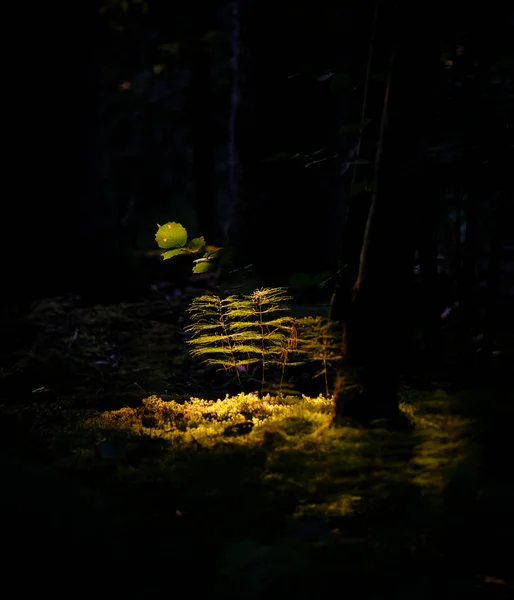 Tira Luz Atinge Uma Planta Verde Floresta — Fotografia de Stock