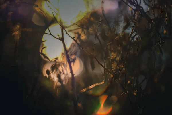 배경에서 부드러운 숲에서 분기에 흐린된 — 스톡 사진