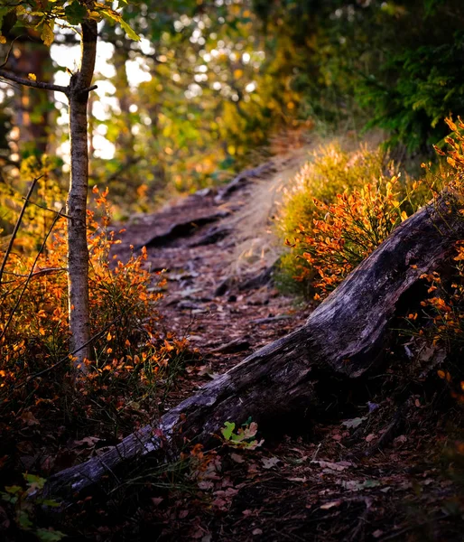 Marches Dans Forêt Avec Stock Premier Plan Couleurs Automne Sur — Photo