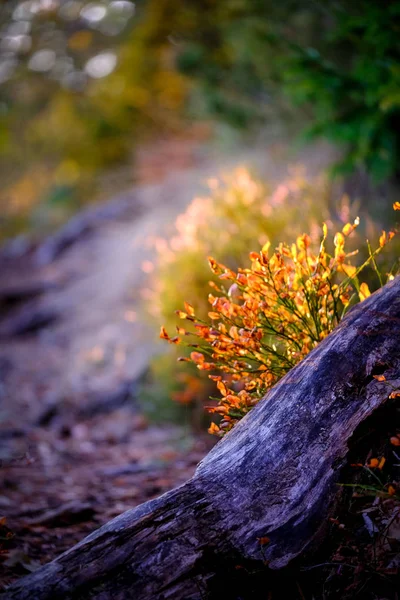 Kroky Lese Akciemi Popředí Podzimní Barvy Stromech — Stock fotografie
