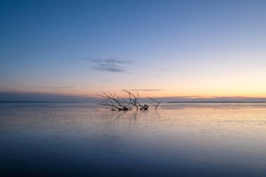 arka planda pastel renklerle bir hayvan boynuzu şeklinde göle sırasında erken bir sabah donmuş bir ağaç