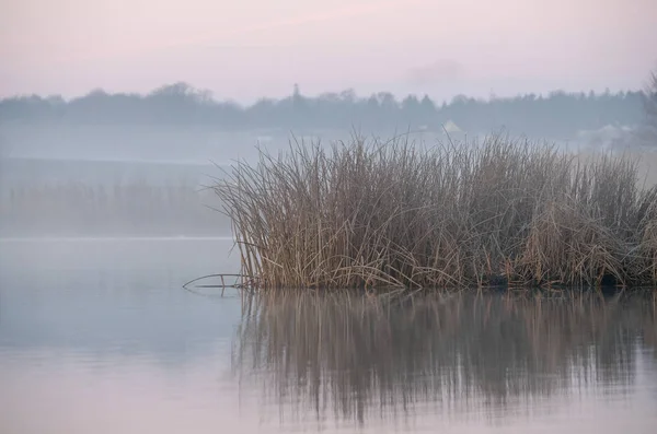 Schilf Mit Frost Der Sich Frühen Wintermorgen Wasser Spiegelt — Stockfoto