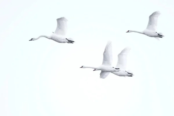 hafif bir arka planda uçan dört kuğu