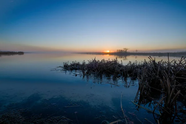 Roseaux Sur Lac Gelé Premier Plan Avec Lever Soleil Arbre — Photo