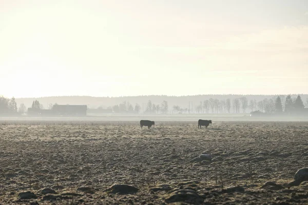 arka ışık alan bir kış sabahı iki inek