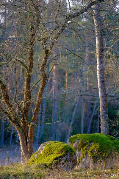 Deux Rochers Avec Mousse Arbre Sans Feuilles Fin Automne — Photo