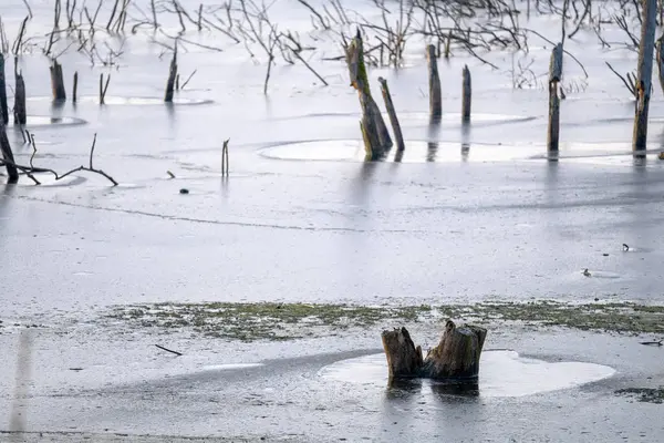 凍った湖の外に立つ木の幹 — ストック写真