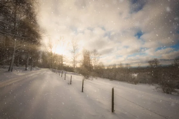 sun and snow with forest to the left and snow-covered fields to