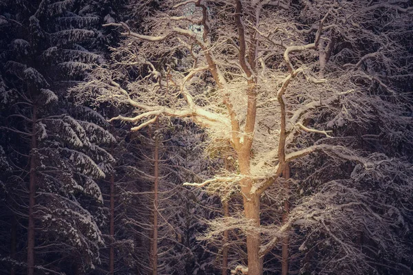 Neve em árvores na floresta — Fotografia de Stock