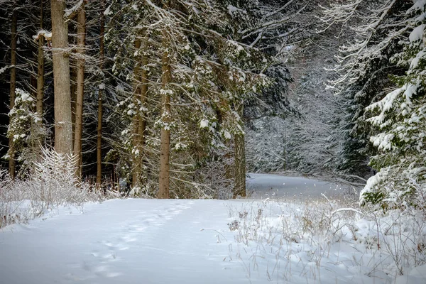 Caminho que conduz para a floresta com muita neve no chão e — Fotografia de Stock