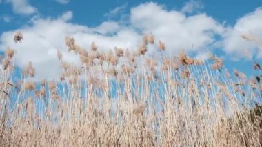 Mavi gökyüzü ve beyaz bulutlar ile rüzgarda sallanan sazlıklar