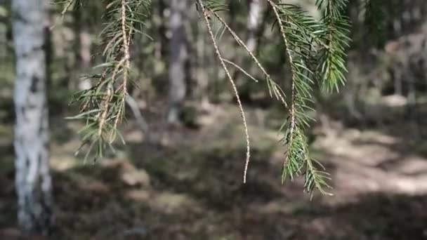 風に吹く松の枝のクローズアップ — ストック動画