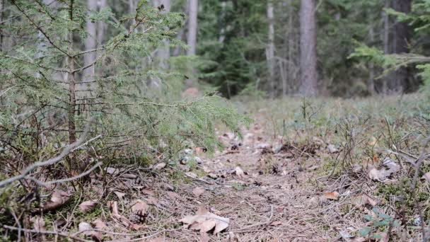 Video Bosque Pequeño Sendero — Vídeo de stock