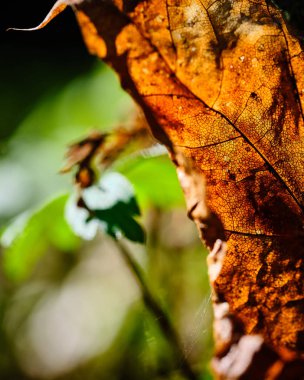kahverengi yaprakların yakın