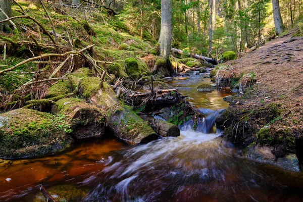 Маленький Водоспад Струмку Оточений Лісом — стокове фото