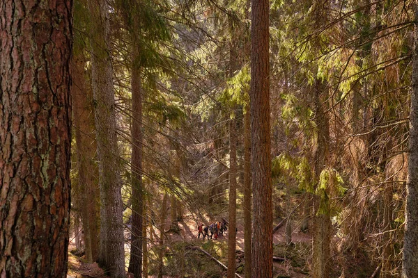 people walking in a ravine with dense forest on a summer day