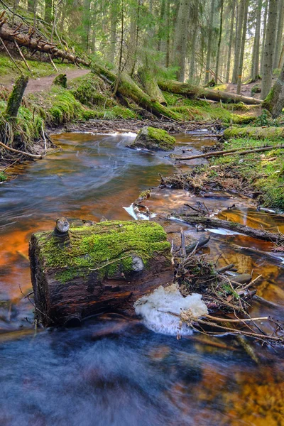 Creek Piaszczystym Dolnym Tłem Otoczonym Pięknym Lasem — Zdjęcie stockowe