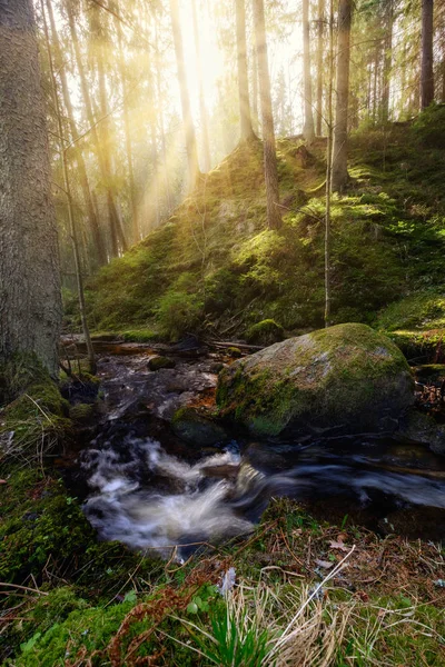 Potok Pierwszym Planie Światło Słoneczne Pochodzące Tła Otoczonego Pięknym Lasem — Zdjęcie stockowe