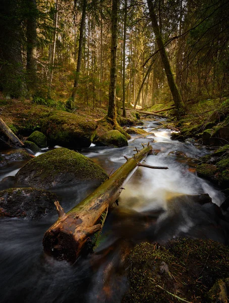 Córrego Com Tronco Árvore Meio Cercado Por Uma Bela Floresta — Fotografia de Stock