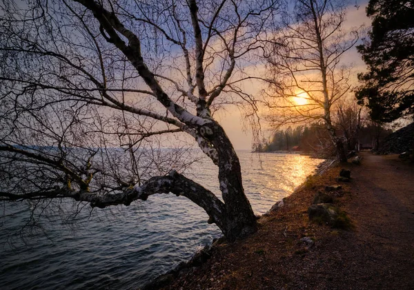 Sentier Long Mer Avec Arbre Premier Plan Soleil Arrière Plan — Photo