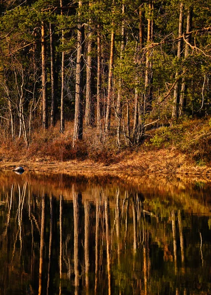 Sunlit Forest Reflected Lake — Stock Photo, Image