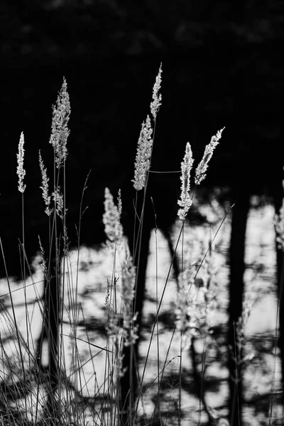 Zwart Wit Beeld Van Riet — Stockfoto