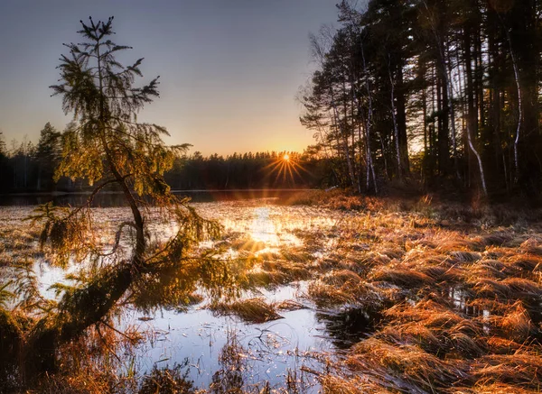 Coucher Soleil Sur Marais Avec Petit Arbre Premier Plan — Photo