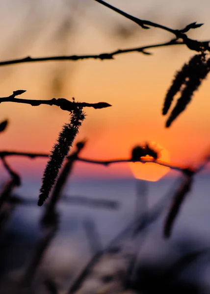 Närbild Grenar Förgrunden Och Solnedgången Bakgrunden — Stockfoto