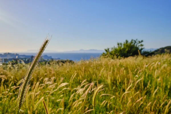 Närbild Ett Strå Med Åkrar Hav Och Berg Bakgrunden — Stockfoto