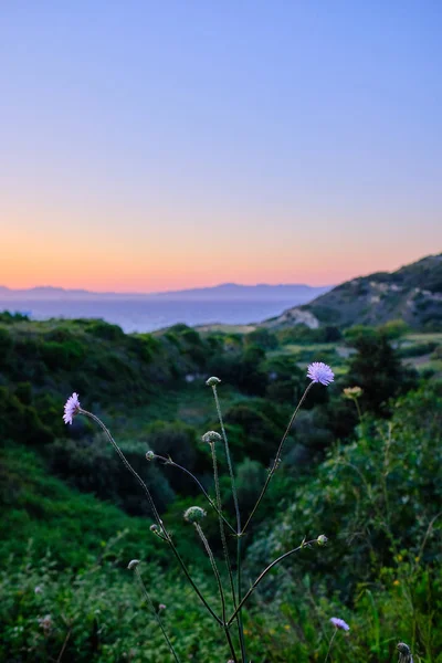 在前景与绿色山谷在中间地面和海和山在日落的背景中的花朵 — 图库照片