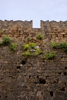 yeşil bitkiler eski bir duvardan büyümek