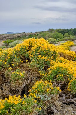 Ön planda sarı bitkiler ve arka planda yeşil bitkiler bulanık