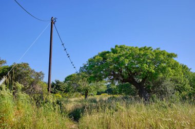 siyah kuşlar ön planda bir alan ve arka planda mavi gökyüzü ile bir güç hattı üzerinde oturan